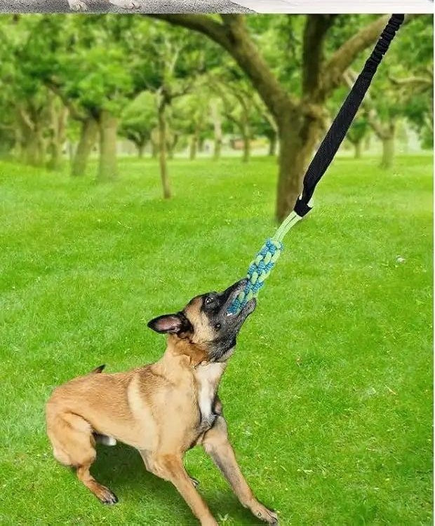 Door Hanging Bungee Toy for Dogs