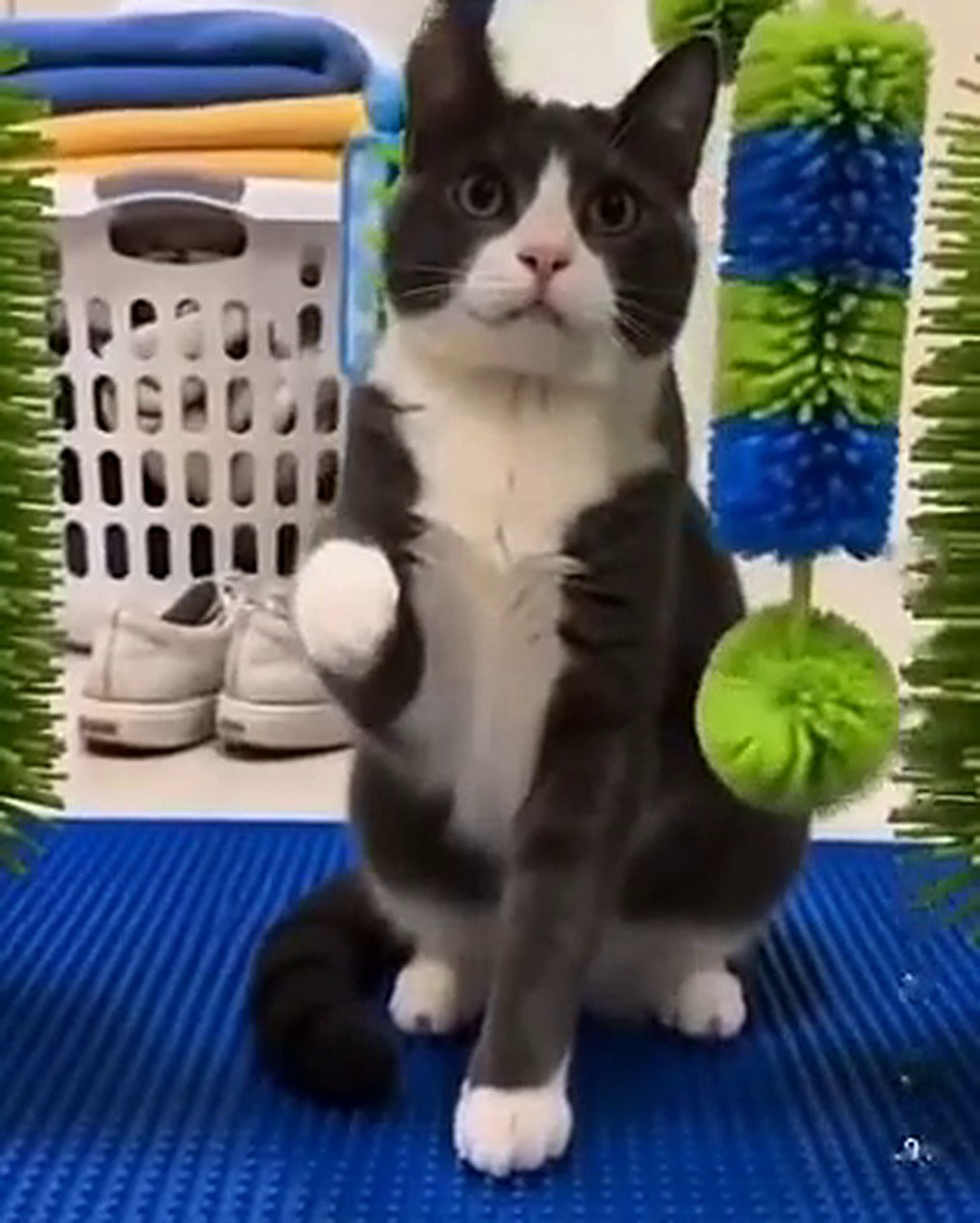 Cat using the self-grooming arch