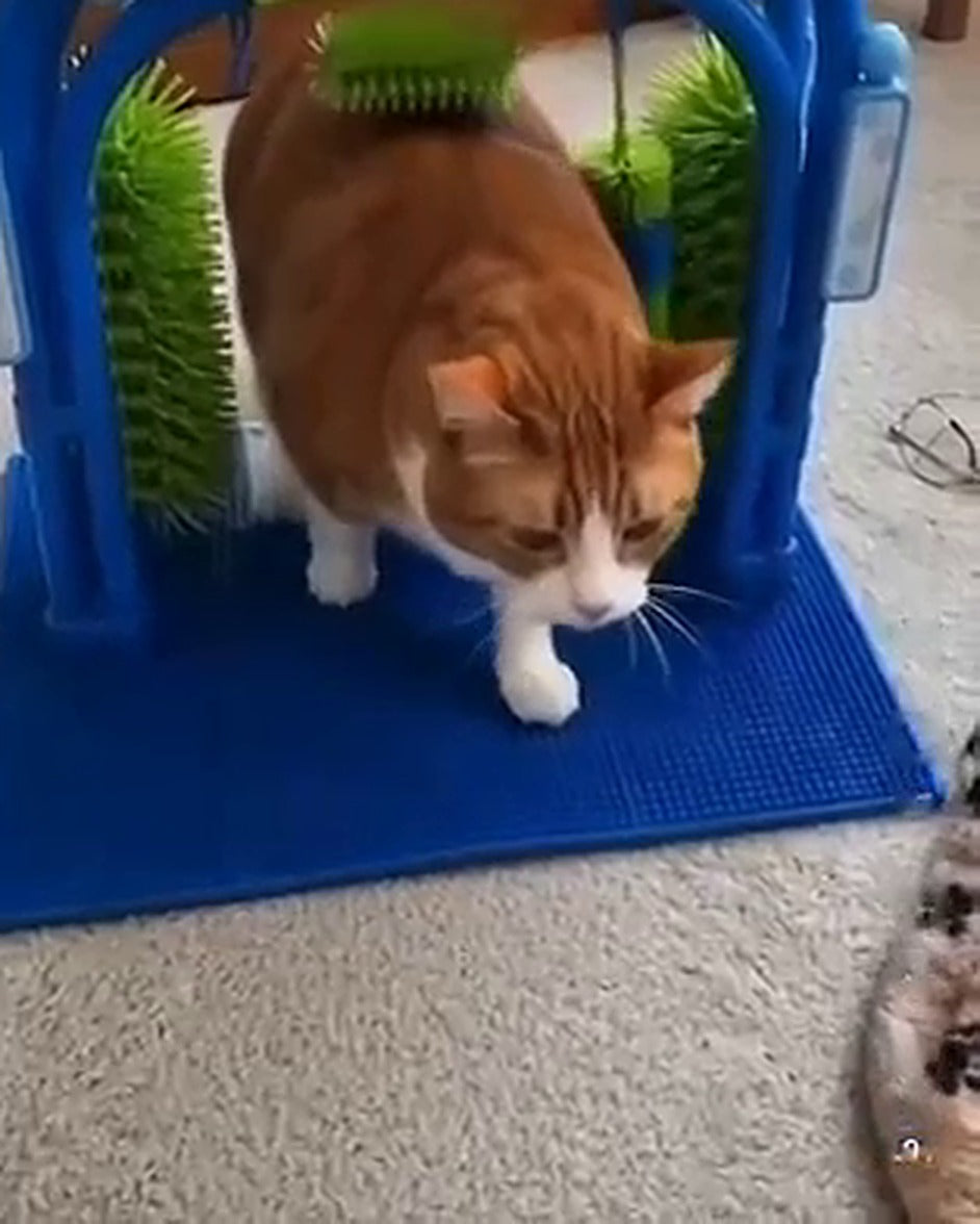 Cat walking through the self-grooming arch