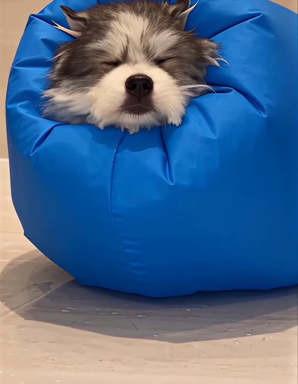 Dog Drying Bag for Hair Dryer