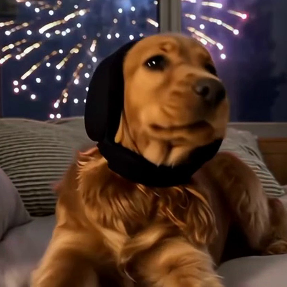 Calming Dog Ear Covers