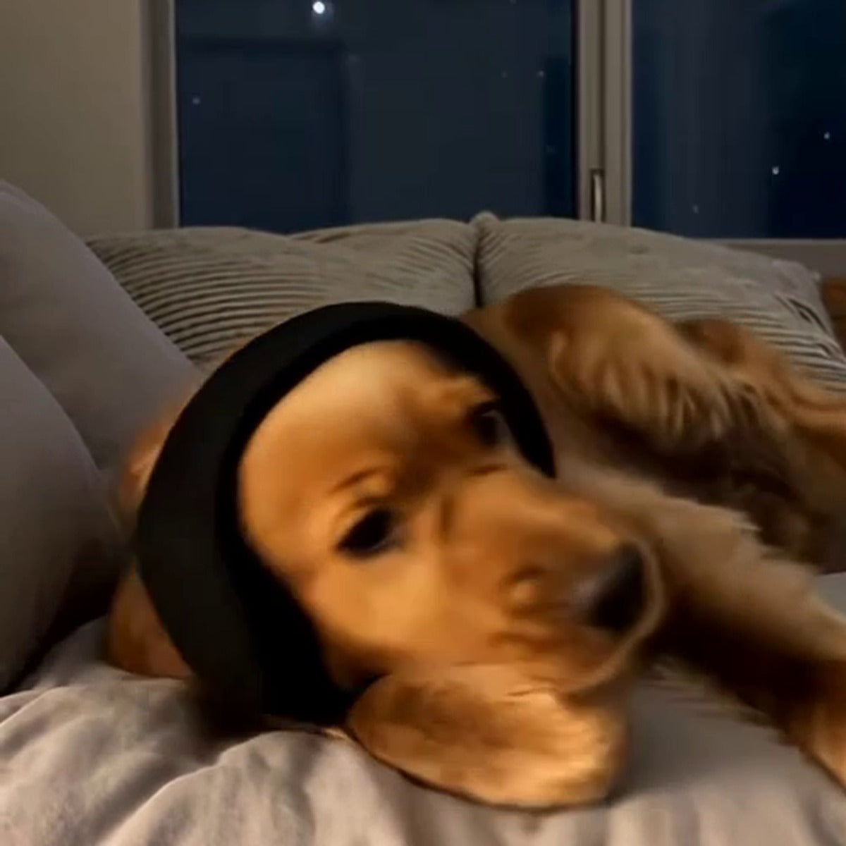 Calming Dog Ear Covers