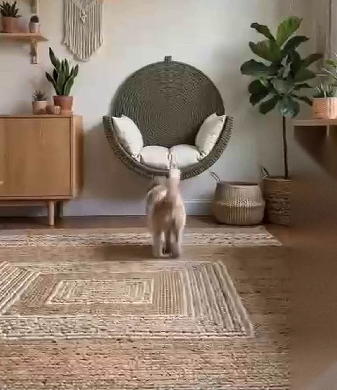 Wall-Mounted Woven Pet Bed