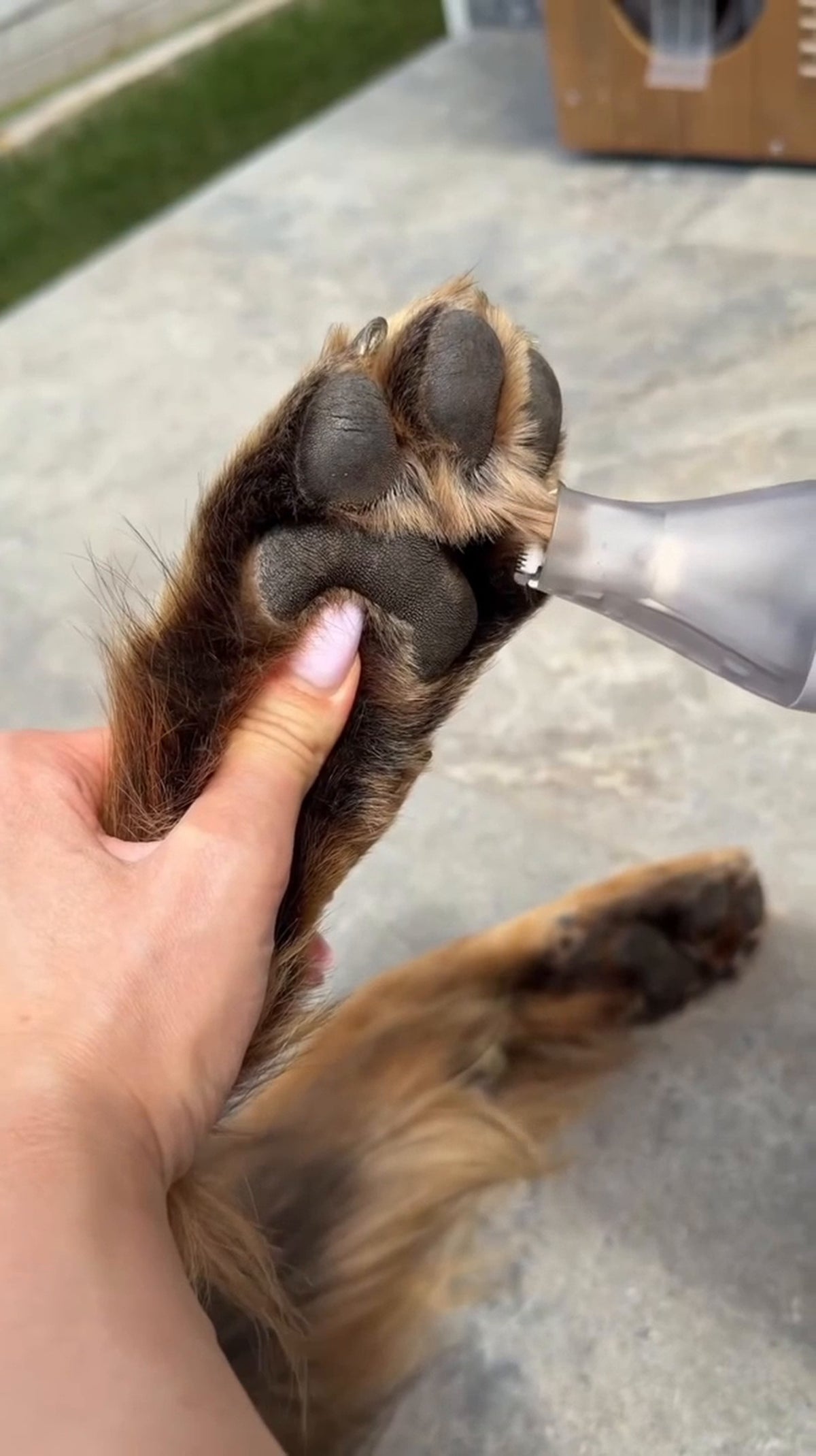 6-in-1 Pet Grooming Kit with Vacuum