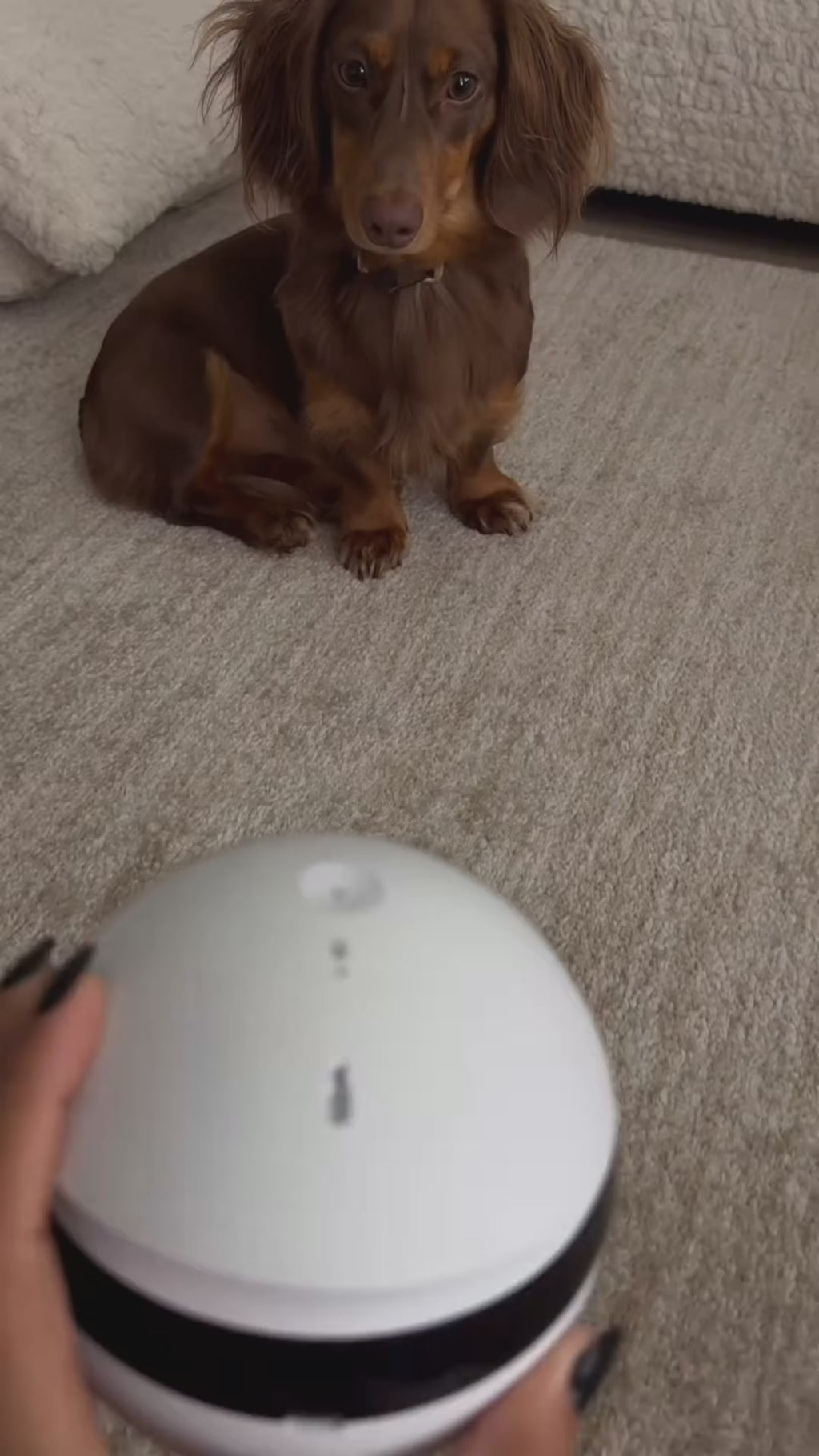 Smart Pet Companion Robot Camera