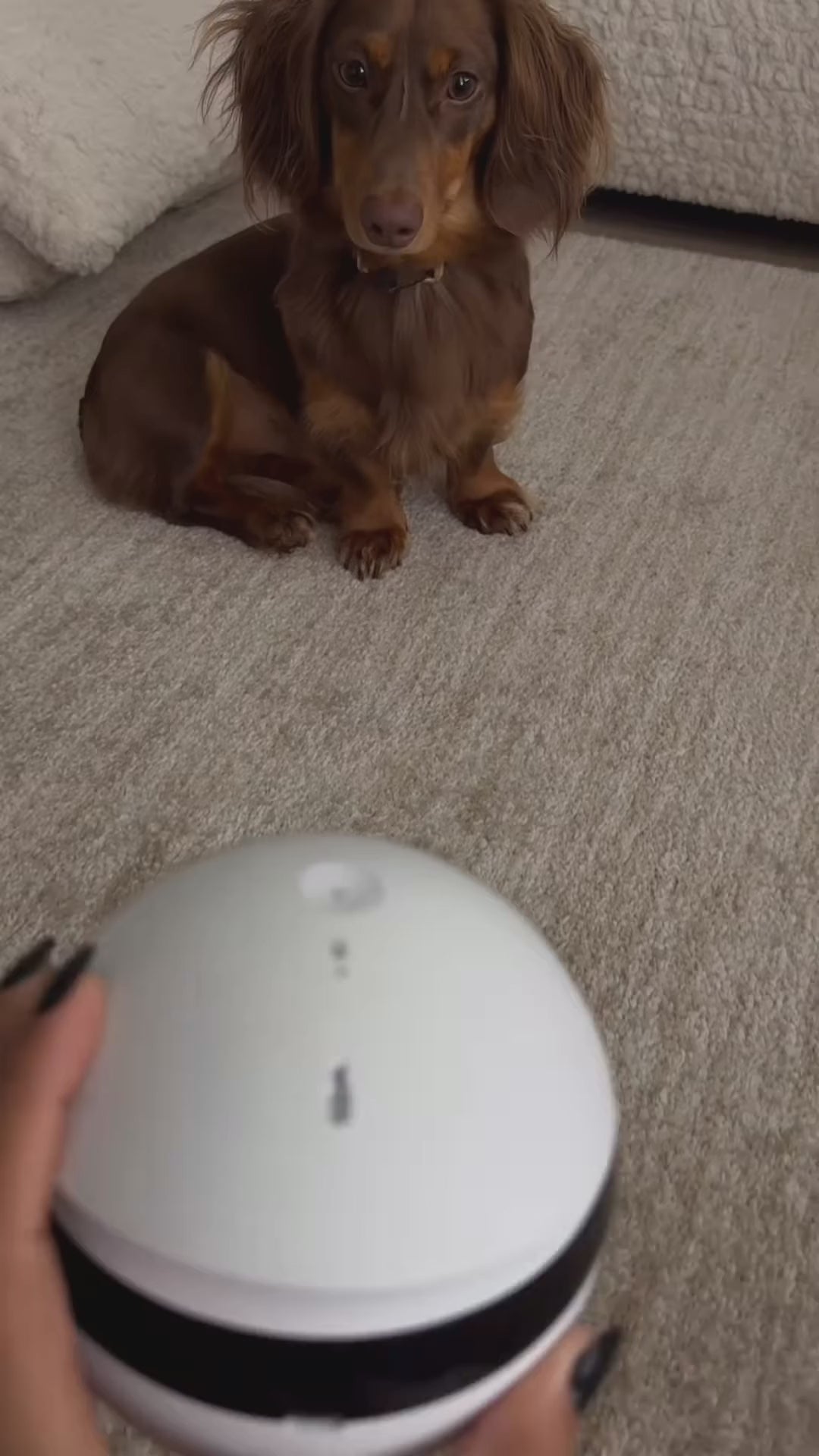 Smart Pet Companion Robot Camera