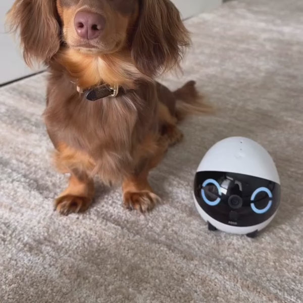 Smart pet companion robot camera