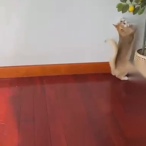 Flapping bird cat toy