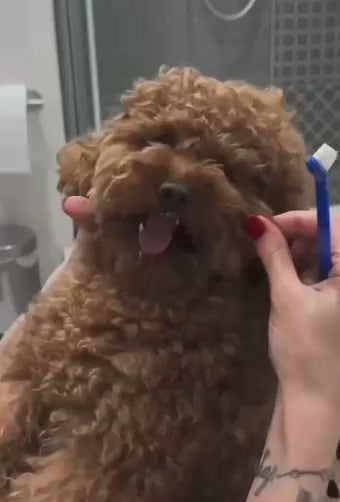 Dog Teeth Cleaning Chew Bone with Toothbrush
